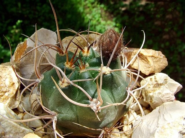 Lobivia _haematantha _v.hualfinensis _R146 _(Echinopsis haematantha) _09